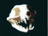 CAT SKULL Of The Cover The Felines Await You - 1988